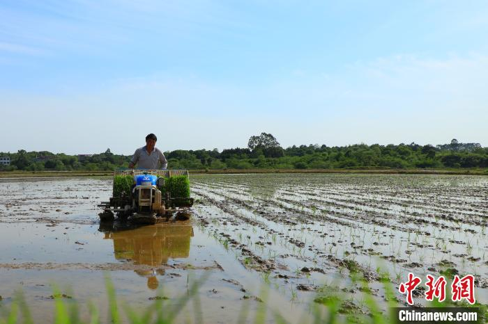 种粮大户正在用机器插秧。　蒋云 摄