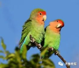  △桃脸牡丹鹦鹉