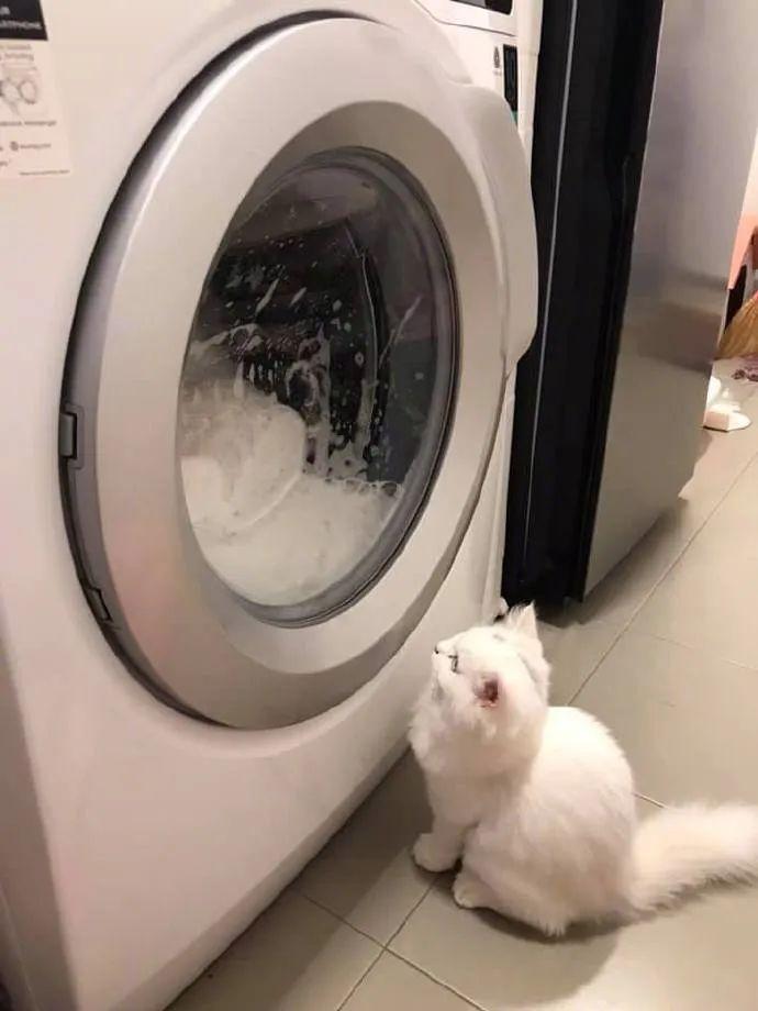 把猫的玩偶放进洗衣机里洗，结果猫就守在洗衣机前，寸步不离！