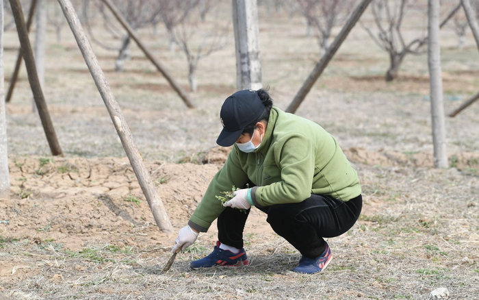 正在挖野菜的市民。新京报记者 王颖 摄