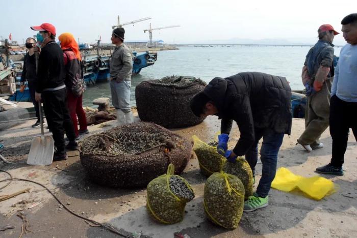 红岛蛤蜊大量上市，想吃肥的有个门道，记者打听好了