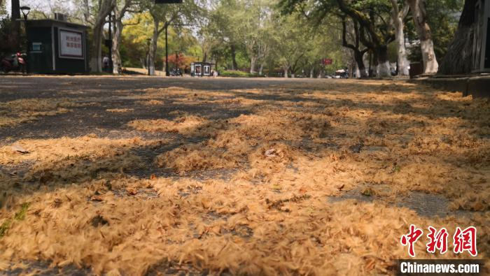 悬铃木絮毛 江志清 摄