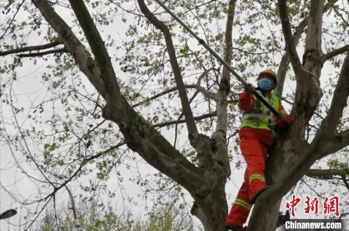     工作人员在进行梧桐飞絮抑制控果修剪工作　江杨烨　摄