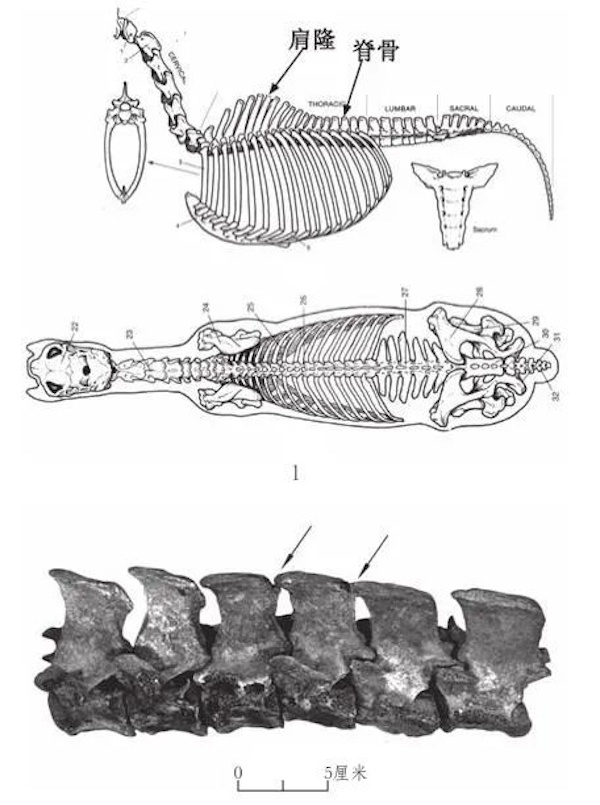 图九 马体骨骼结构及骨骼病变示意图