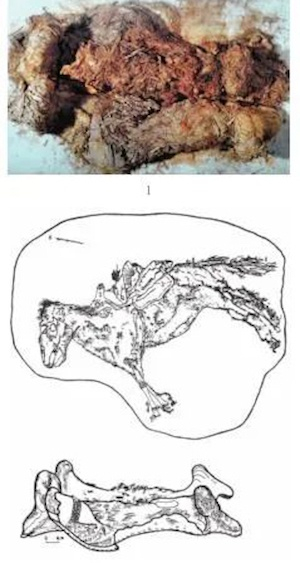 图二 山普拉墓地殉马坑出土的软马鞍及墨线图