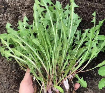 新鲜的蒲公英。资料图