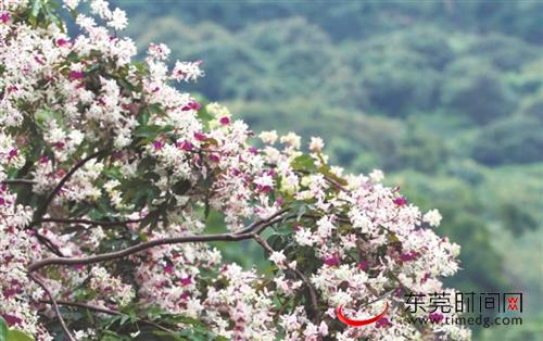 ■银瓶山森林公园的短萼仪花 市林业局供图