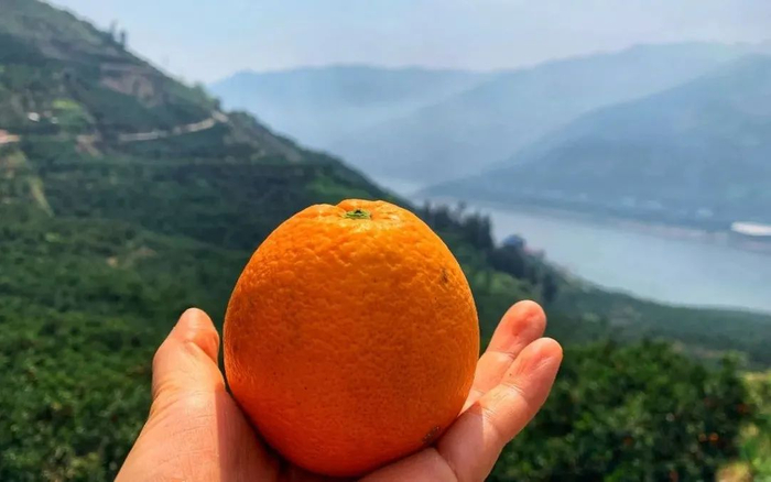 水果还是新鲜的好吃，橙子也是如此。