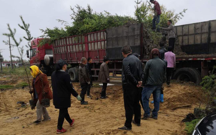 通车之后运树更有效率了。受访者供图