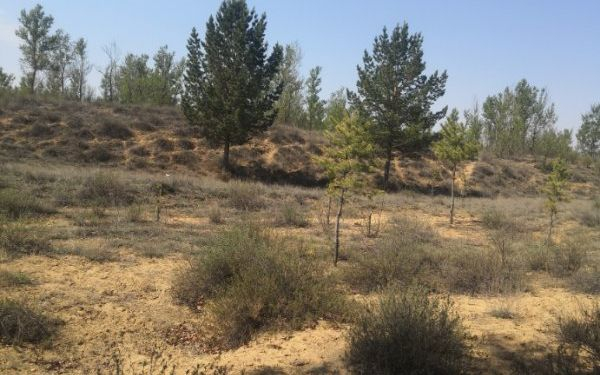 种上树的沙漠。受访者供图