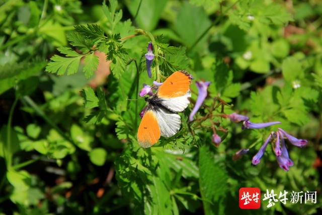 图为南京最美粉蝶橙翅襟粉蝶。