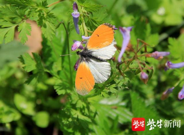 图为南京最美粉蝶橙翅襟粉蝶。