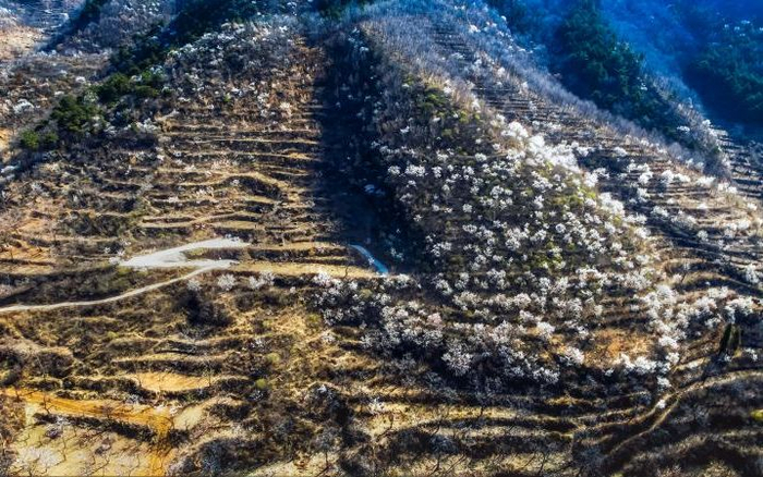 漫山遍野的鲜花盛放。受访者供图