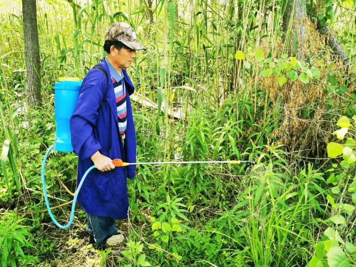 扬州喷农药围剿一枝黄花，市民采摘野菜时提防农药中毒