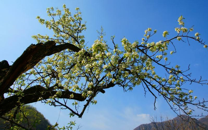 梨树沟村梨花绽放。受访者供图 