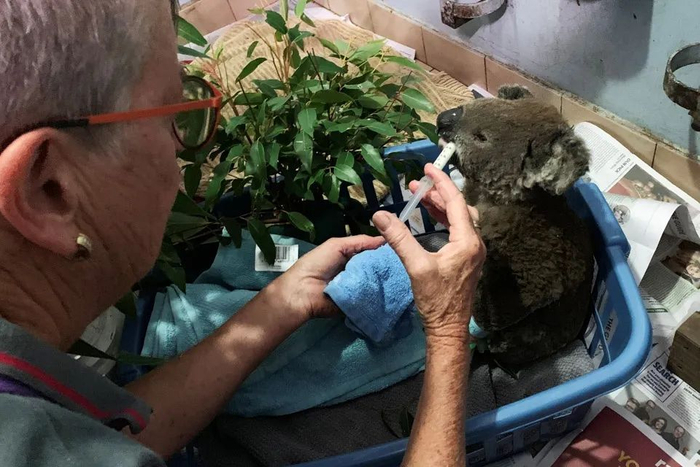 在澳大利亚麦夸里港，一只在山火中受伤的考拉得到救助。图源：路透社