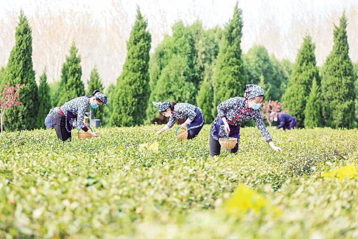 日照：又到春茶采摘时