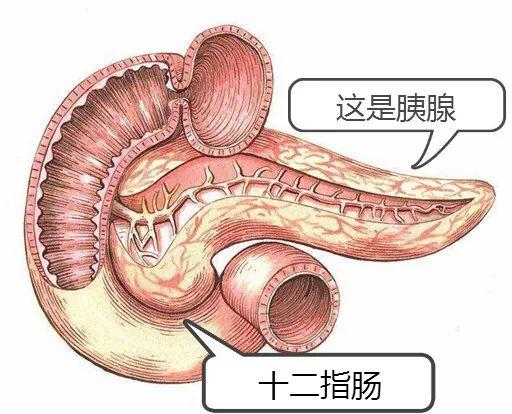 暴饮暴食被送ICU？吓得我赶紧放下筷子！