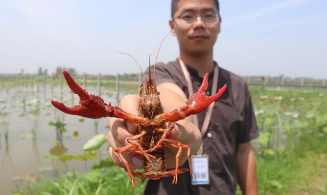 53天增投20亿，阿里巴巴提速中国最大数字助农平台建设