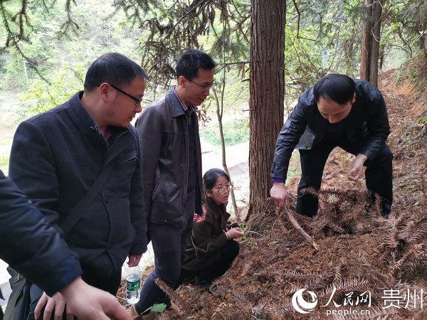 贵州大学食用菌研究团队到榕江为食用菌产业“把脉”