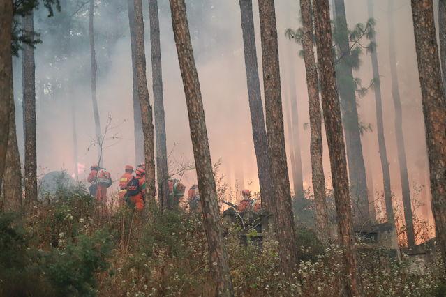 用生命守护山林