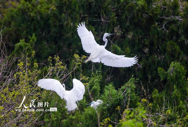 江苏泗洪鸟类种群增加至206种 大批白鹭在此筑巢安家