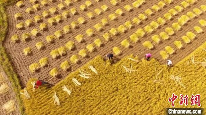 图为万亩黑龙江响水大米收镰。