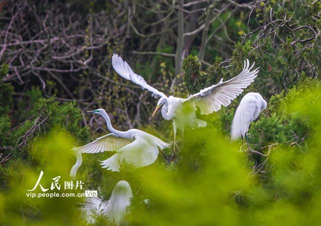 江苏泗洪鸟类种群增加至206种 大批白鹭在此筑巢安家