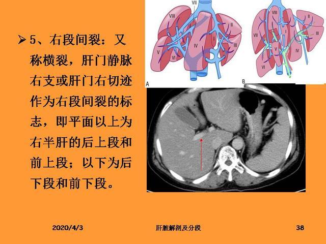 肝脏的解剖和分段