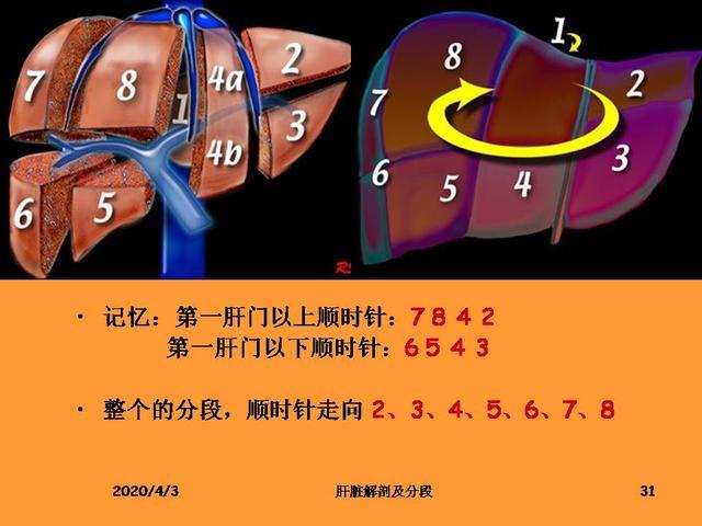 肝脏的解剖和分段