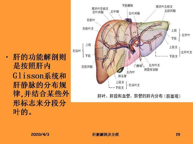 肝脏的解剖和分段