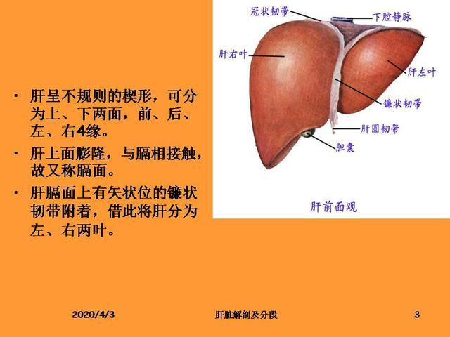 肝脏的解剖和分段