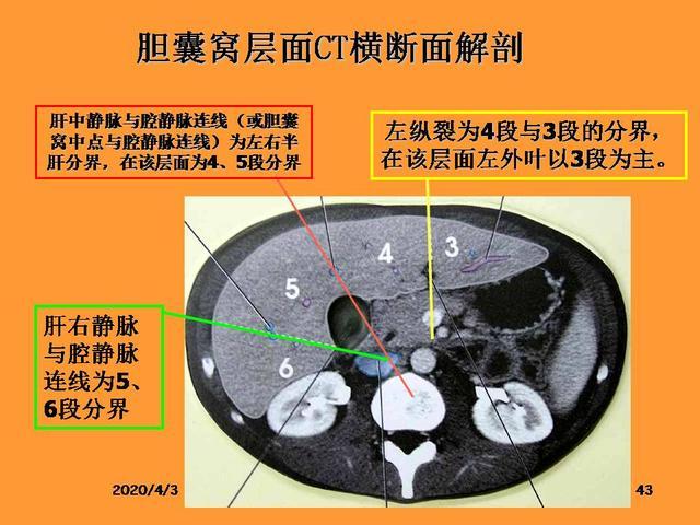 肝脏的解剖和分段