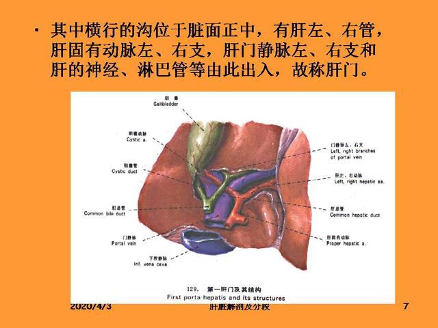 肝脏的解剖和分段