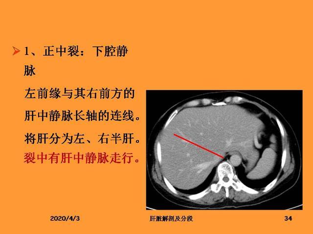 肝脏的解剖和分段