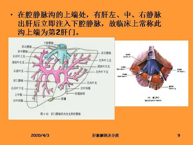 肝脏的解剖和分段