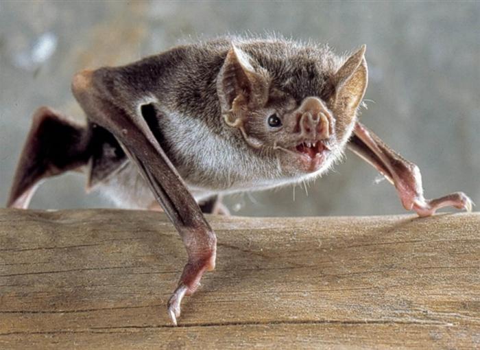 科学家给吸血蝙蝠贴上迷你“背包”追踪器，监测其社交活动