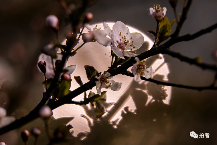 △ 3月6日晚，武汉，马路旁盛开的花。