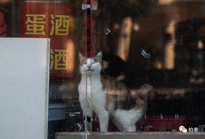 △ 2月17日，武汉，受疫情影响无人照顾的宠物猫在店里挨饿。