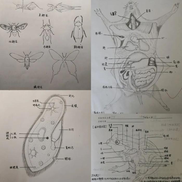 “云课堂”做笔记有何妙招？沪47所高校大学生的笔记大放送