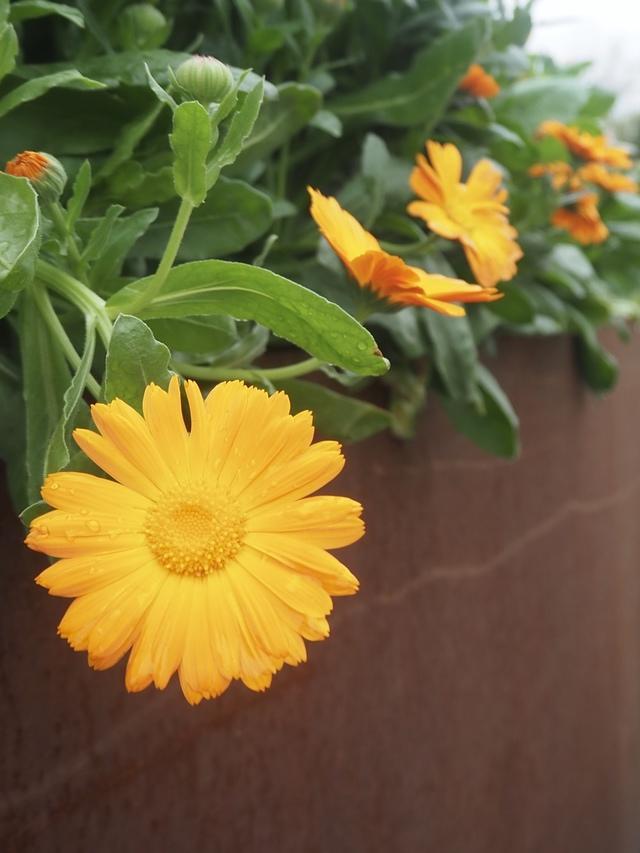 浙江温州：好雨知时节