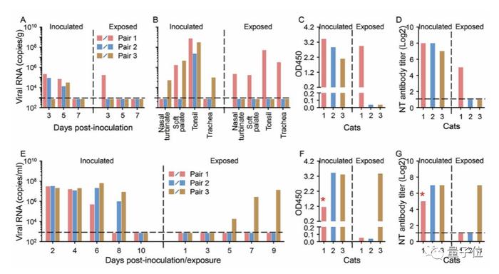 Nature报道新冠病毒新研究：传猫易，传狗难，猫狗能否传人不明确