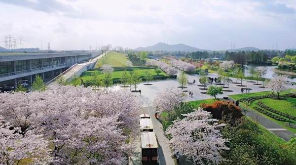 上海辰山植物园樱花盛开的景色 上海辰山植物园微信公众号 图