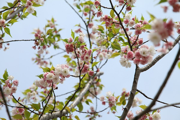 图说：八重红大岛 辰山植物园 采访对象供图
