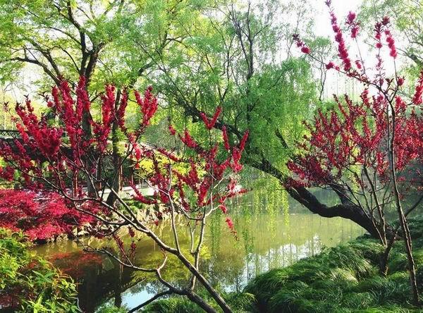 最美人间四月天，上海人出来赏花晒太阳，享受“慢时光”喽