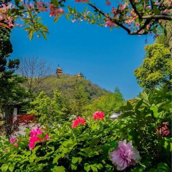 最美人间四月天，上海人出来赏花晒太阳，享受“慢时光”喽