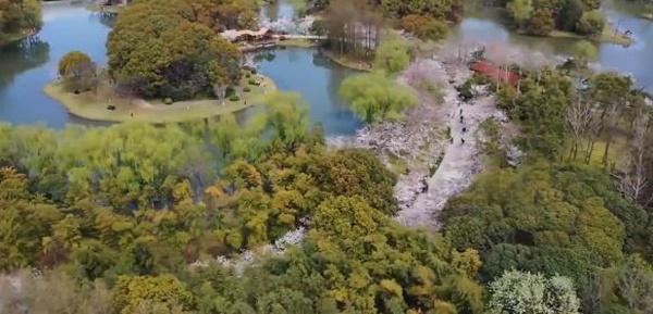 世纪公园樱花谷 世纪公园微信公众号 图