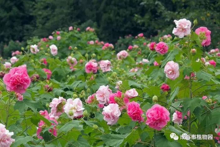 太阳出来啦！除了四川这112家免票景区，还有这些地方可打卡