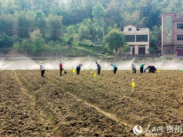 安顺坝区：产业调整辟“新径”百姓增收有“门路”