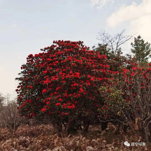 不错过春，也不错过你：咱一块去耈街赏杜鹃 可好